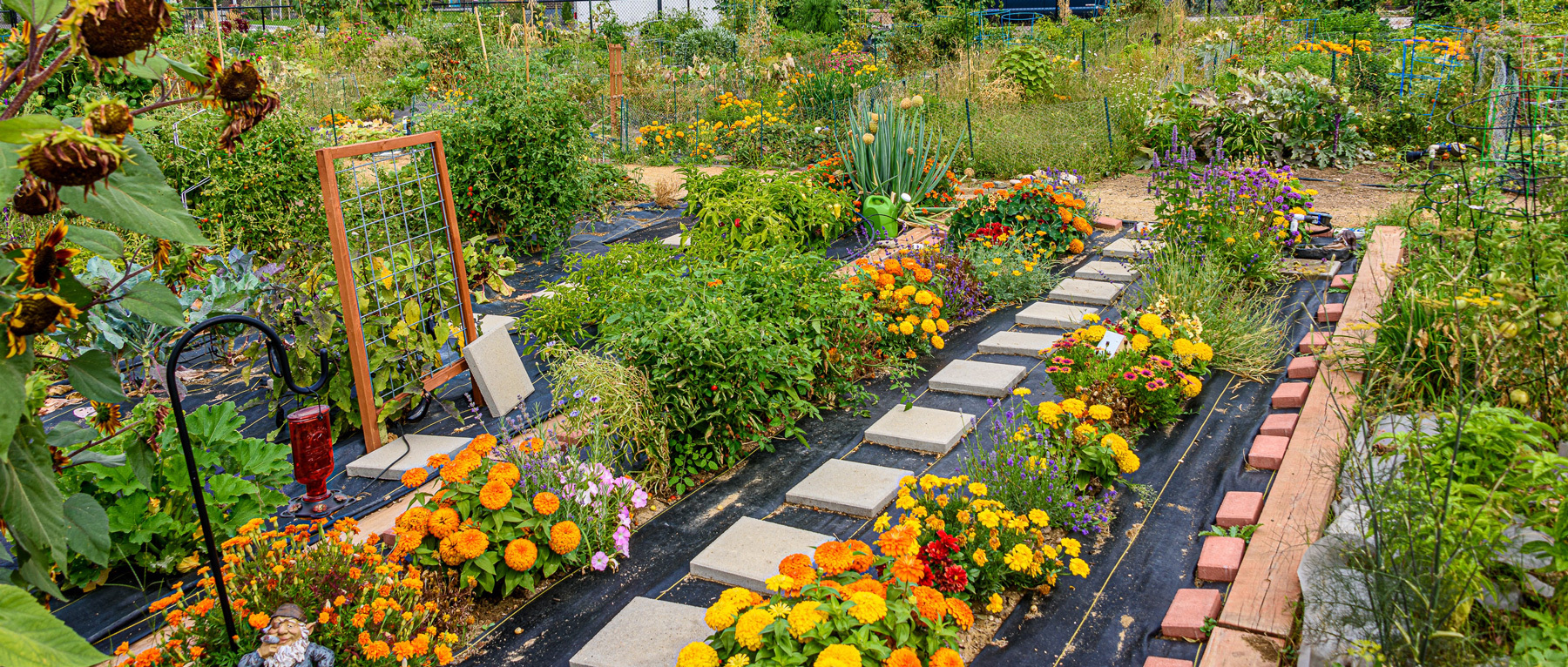 A big green garden with pathways made out of stone steps. A variety of different flowers are seen, most are orange but some sunflowers are also seen. Additionally there appears to be a hummingbird feeder as well as several gnomes lying around.